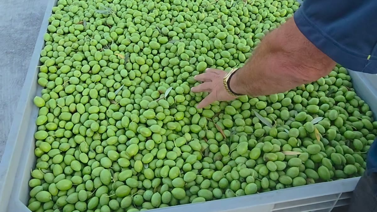 Le olive arrivano in cassette e passano alla linea di ricevimento.
